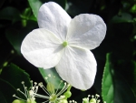 White flower