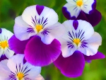 Pretty little pansies
