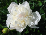 Peony white