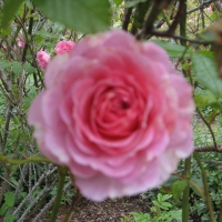 Pink Rose