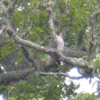 Peregrine Falcon