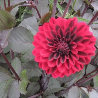 Pink Flower with Burgundy Center