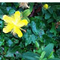 Bright Yellow Flower