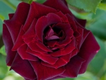Classic Maroon Rose