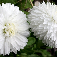White daisies