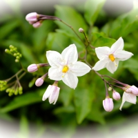 pretty white flowers