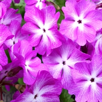Lobelia