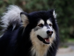 Syberian malamute