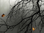 Rainy Day Butterflies