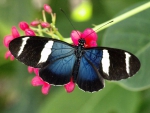 Longwing Butterfly