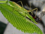 Assassin Bug