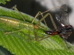 Assassin bug 2