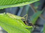 Assassin Bug 3