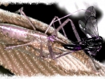 Assassin Bug 4
