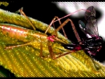Assassin bug 5