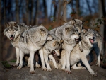 THE WOLF PACK