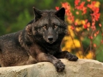 BLACK WOLF LOOKING AT YOU