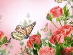 Roses and monarch butterflies