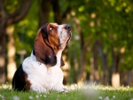 Basset