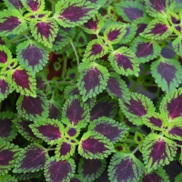 coleus