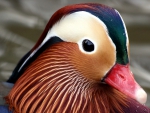 MANDARIN DUCK