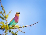 Bird of many colors