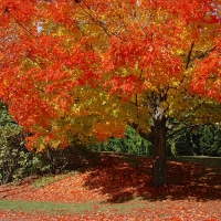 autumn tree