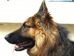 German shepherd