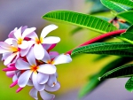 Plumeria