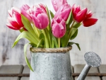 â™¥Tulipsâ™¥