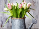 â™¥Tulipsâ™¥