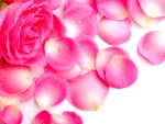 Beautiful Pink Rose Petals in Waterdrops