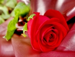 Beautiful Red Roses