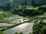 Rice Fields