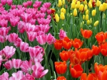 Tulip garden