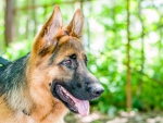 German shepherd