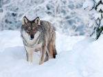 LONE WOLF IN SNOW