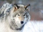 GRAY WOLF