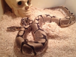 Spider Ball Python
