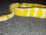 Albino Ball Python