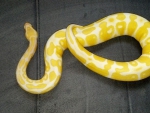 juvi albino bp