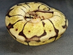 Bumble bee Ball Python