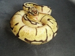 Bumble bee Ball Python2
