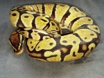 Juvenile Pastel Ball Python