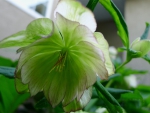 Helleburus