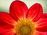 Red Daisy