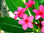 Pink Plumeria