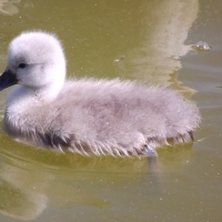 Little Fluffy Cygnet