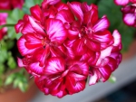 Geranium