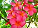 Plumeria